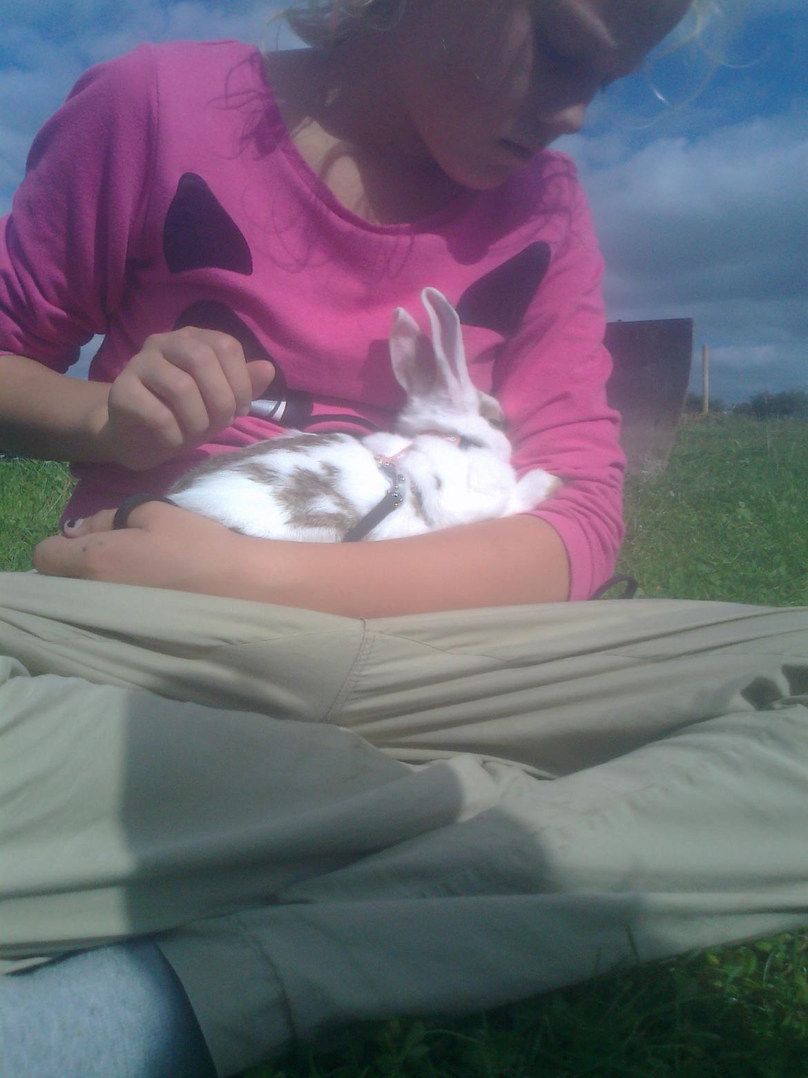 Kanin black eyes / sorte øje billede 5