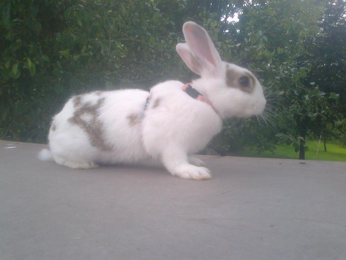 Kanin black eyes / sorte øje billede 6