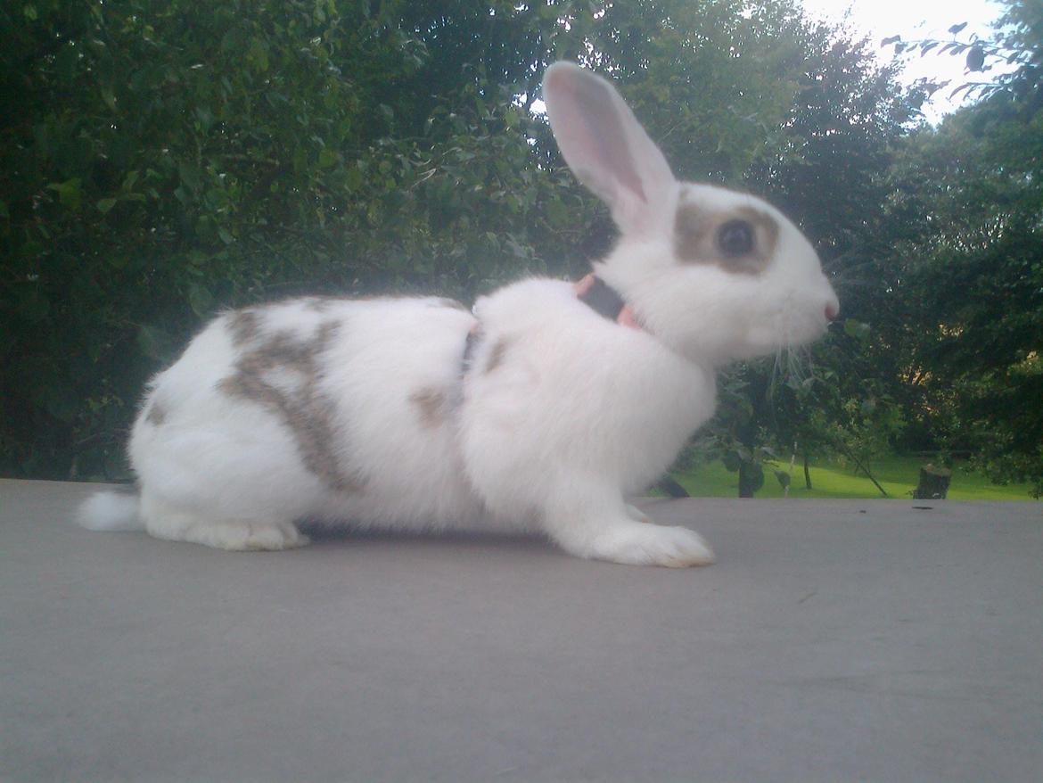 Kanin black eyes / sorte øje billede 7