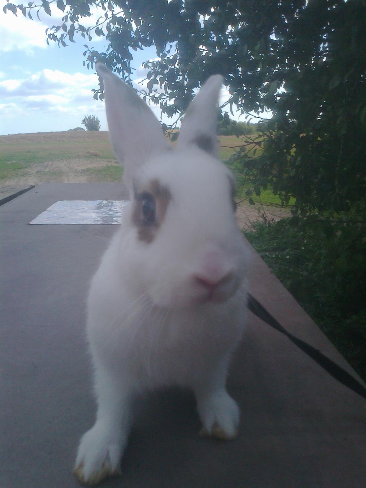 Kanin black eyes / sorte øje billede 8