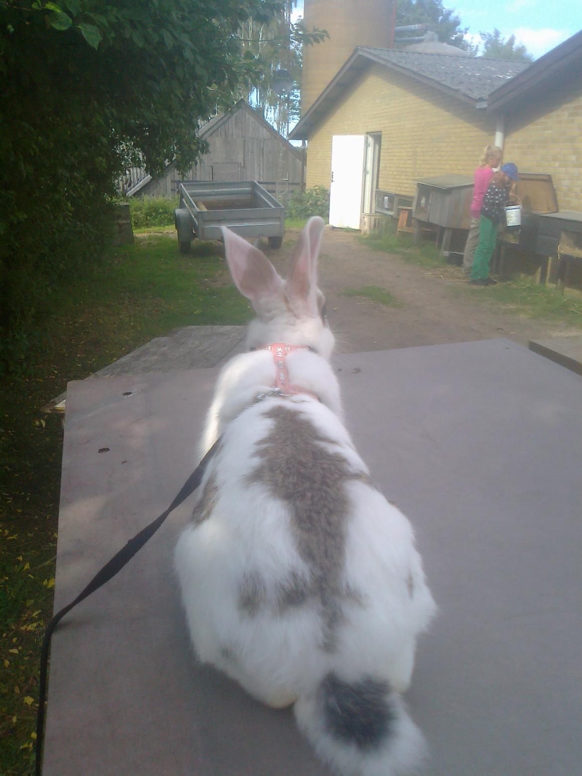 Kanin black eyes / sorte øje billede 9