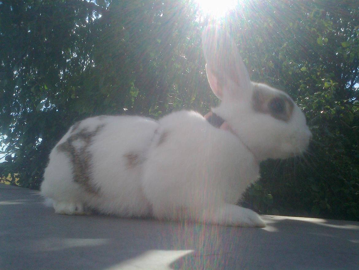 Kanin black eyes / sorte øje billede 10