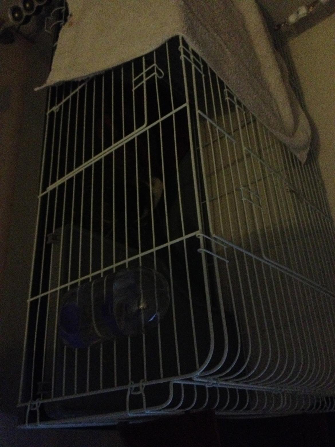 Marsvin Bumme - Lige et billede af Bummes bur.
110x50x50 :) billede 6