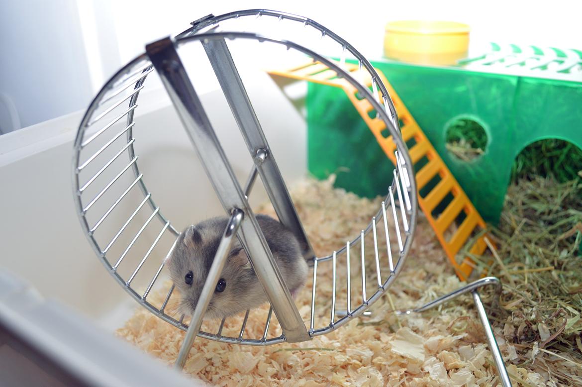 Dværghamster Frida billede 1