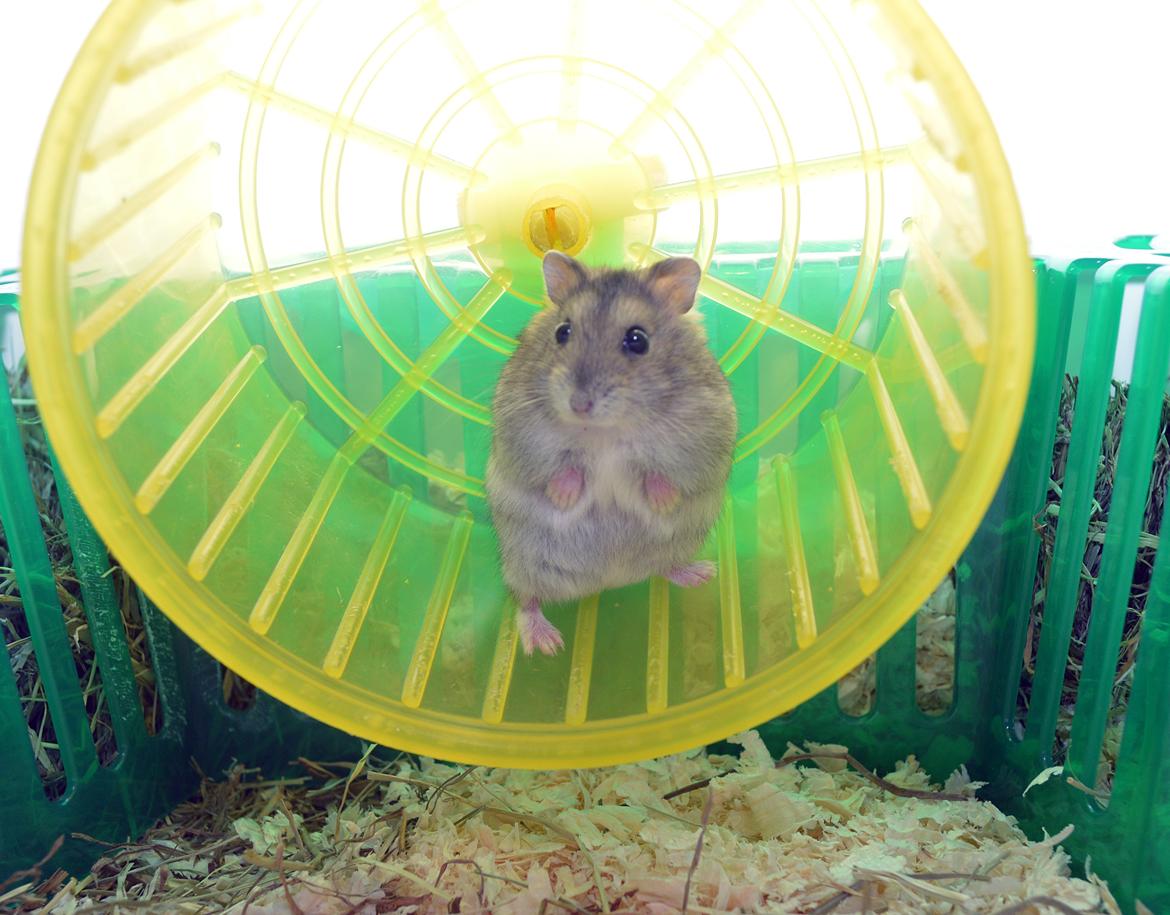 Dværghamster Frida billede 2