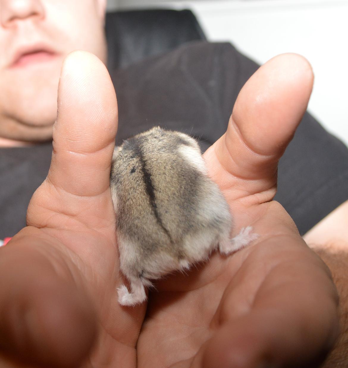 Dværghamster Frida billede 3