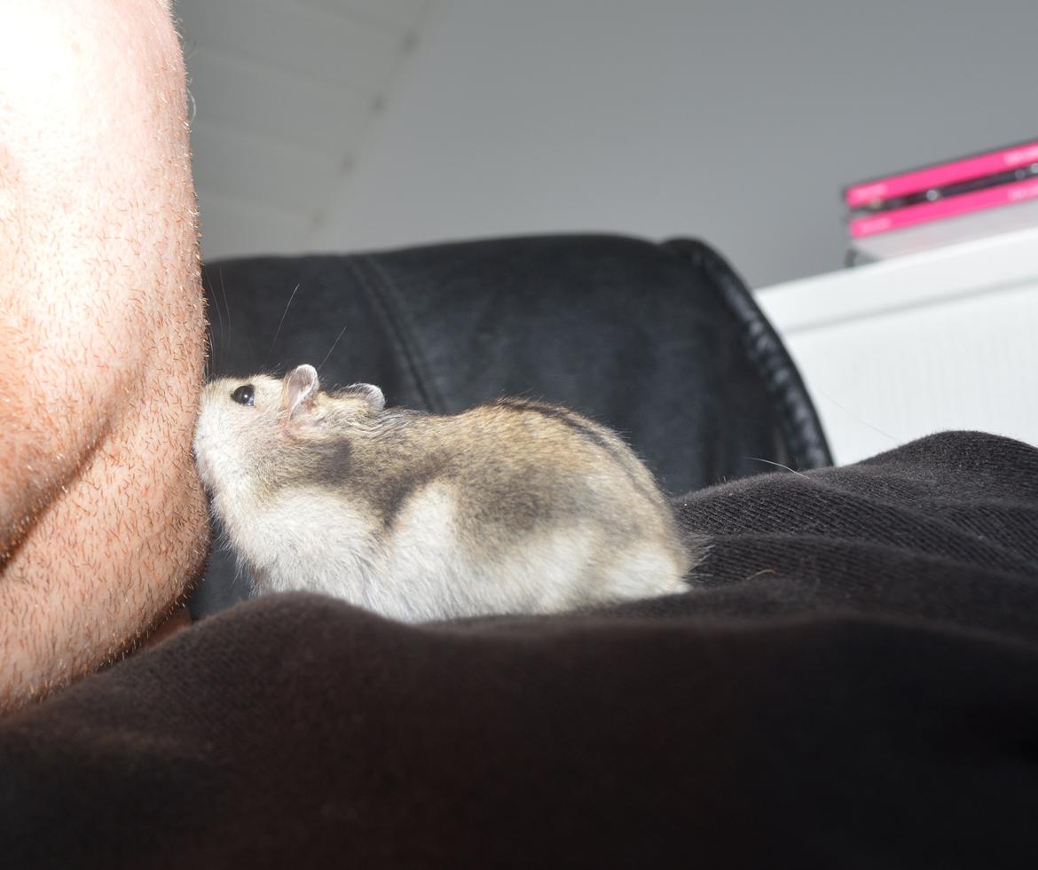 Dværghamster Frida billede 4