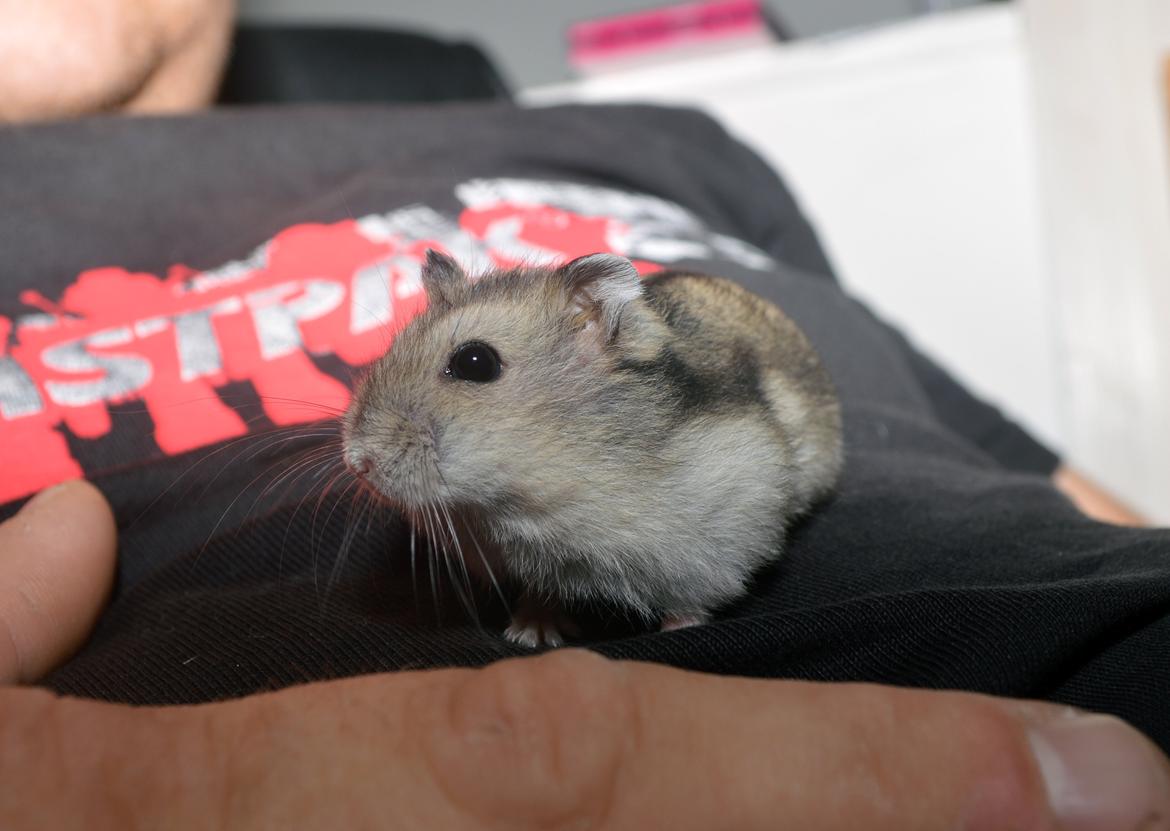 Dværghamster Frida billede 5