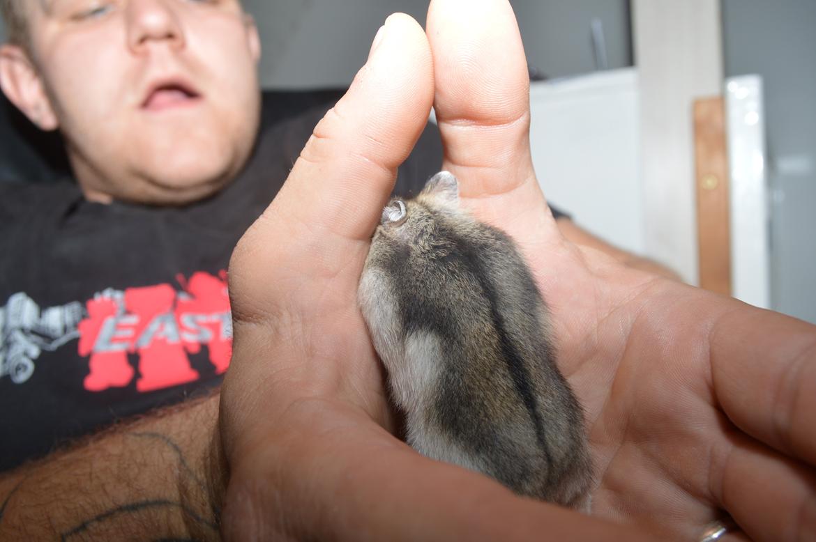 Dværghamster Frida billede 6