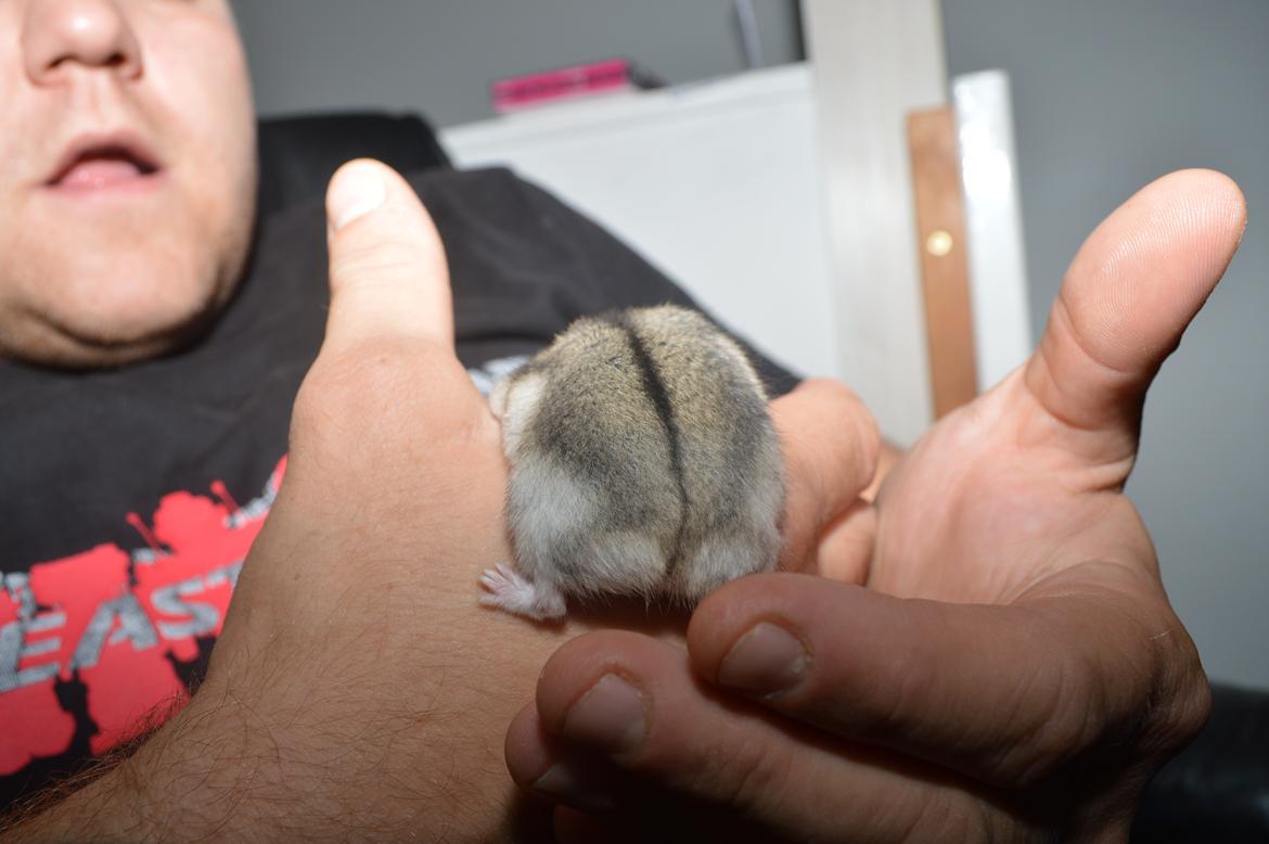 Dværghamster Frida billede 7