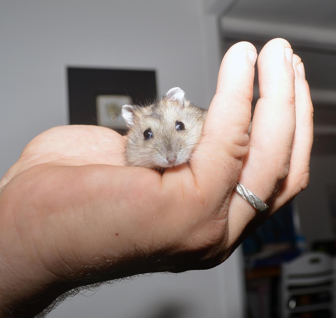 Dværghamster Frida billede 8