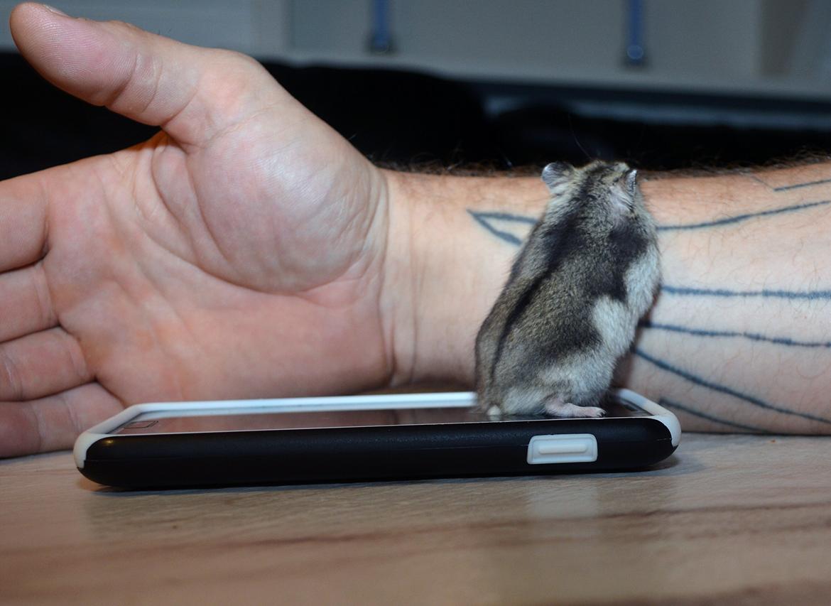 Dværghamster Frida billede 9