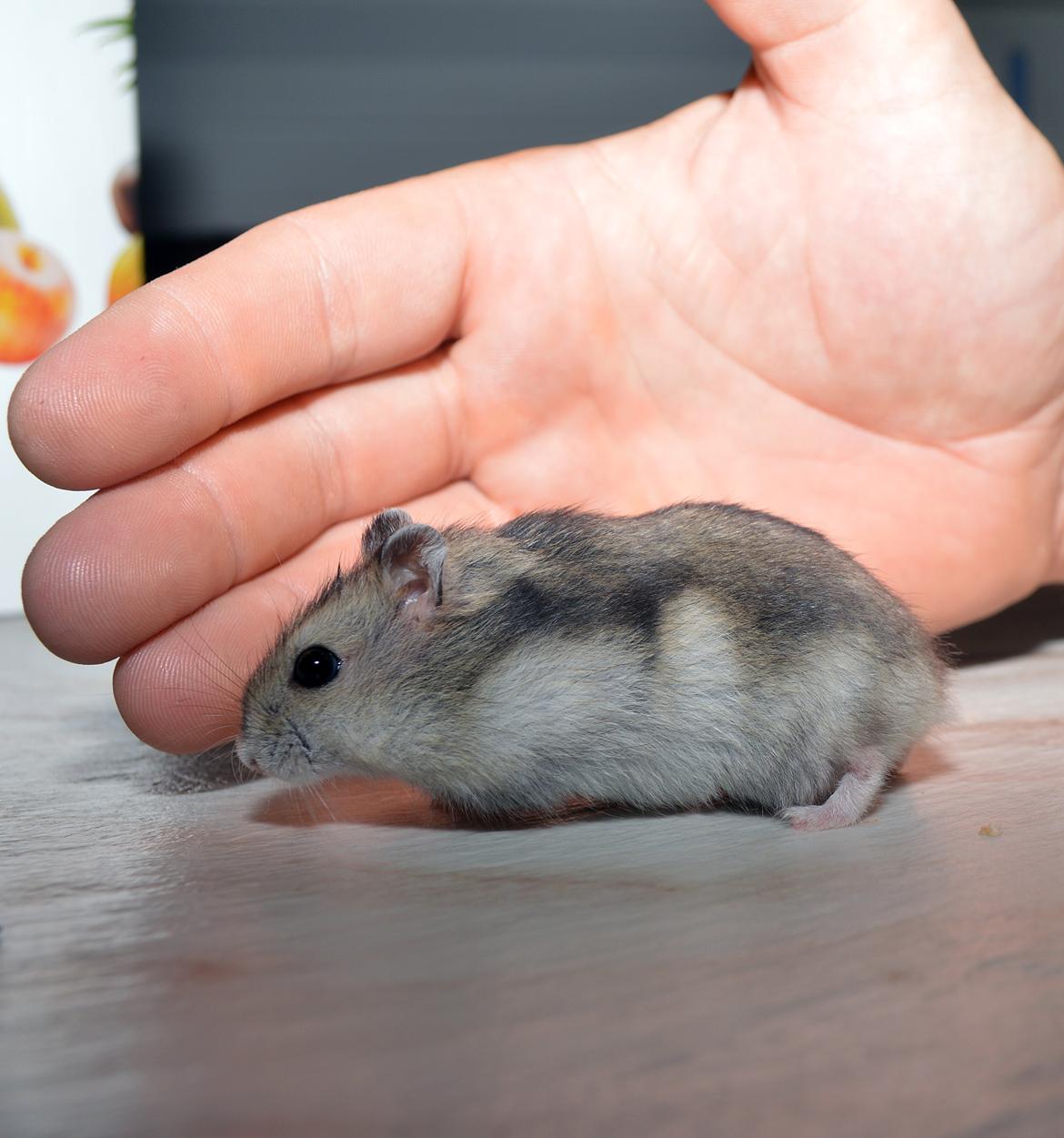 Dværghamster Frida billede 10