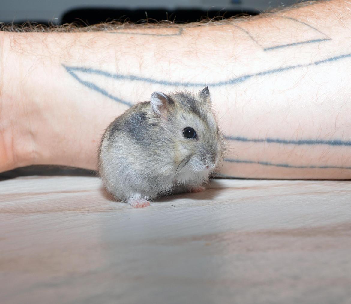 Dværghamster Frida billede 11