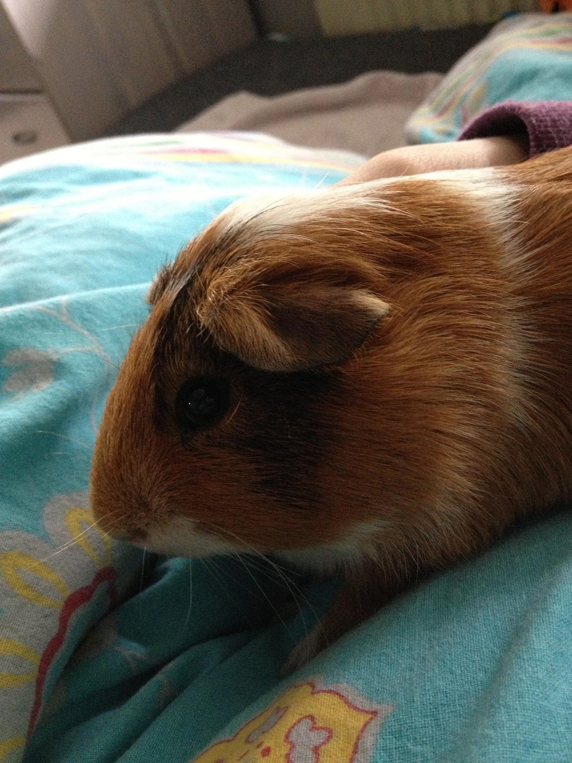 Marsvin Bumme - Bumme på hans 4 dag i hans nye hjem :) billede 7