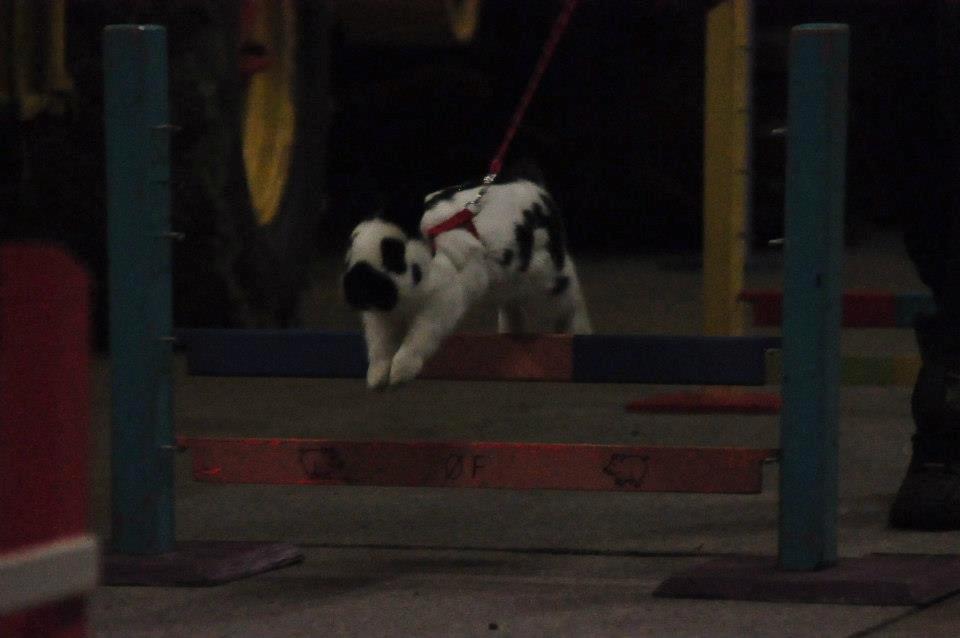 Kanin Team Winther`s Double Trouble. - dette foto er tagetSanne Schmatz ©Schmatz Photography. billede 8