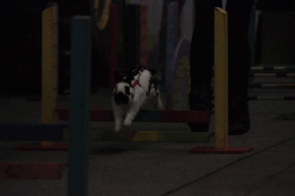 Kanin Team Winther`s Double Trouble. - dette foto er tagetSanne Schmatz ©Schmatz Photography. billede 9