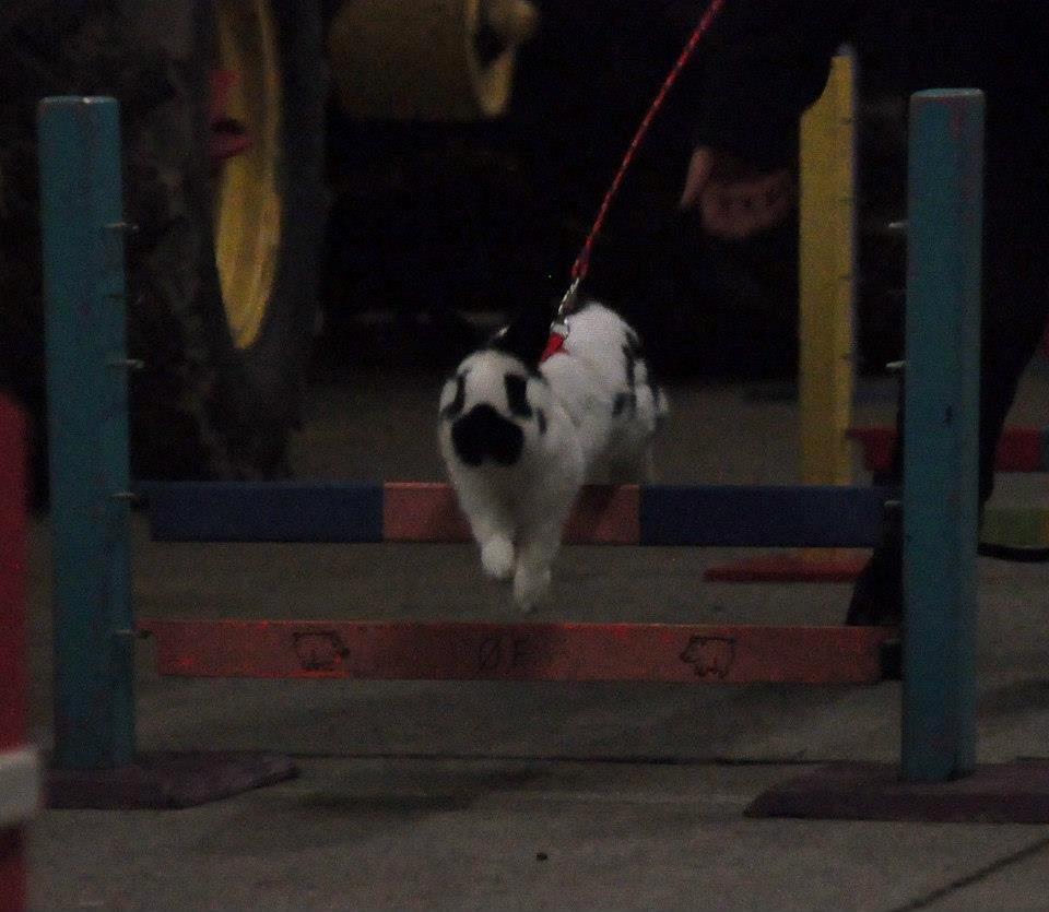 Kanin Team Winther`s Double Trouble. - dette foto er tagetSanne Schmatz ©Schmatz Photography. billede 10