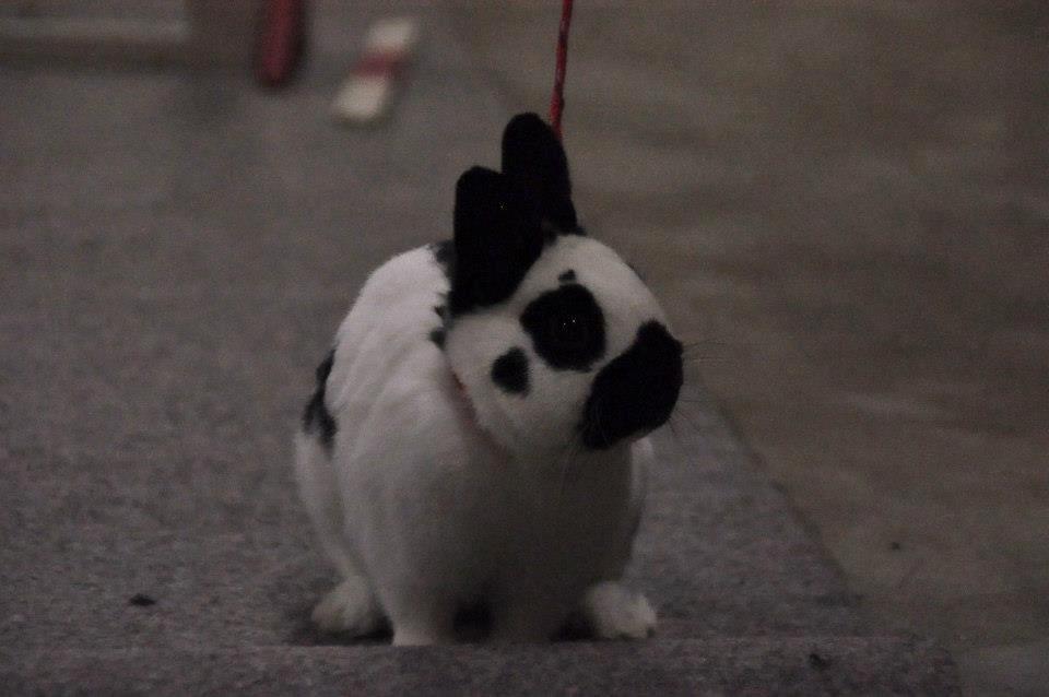 Kanin Team Winther`s Double Trouble. - dette foto er tagetSanne Schmatz ©Schmatz Photography. billede 11