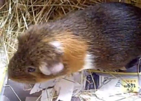 Marsvin Buller billede 1