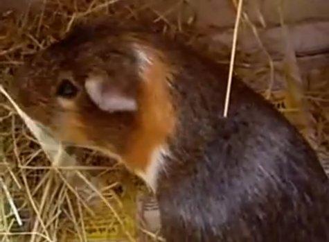 Marsvin Buller billede 2