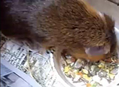 Marsvin Buller billede 3