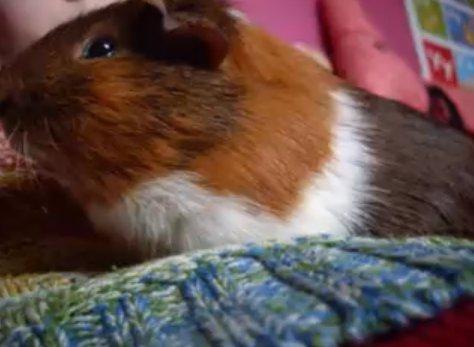 Marsvin Buller billede 4