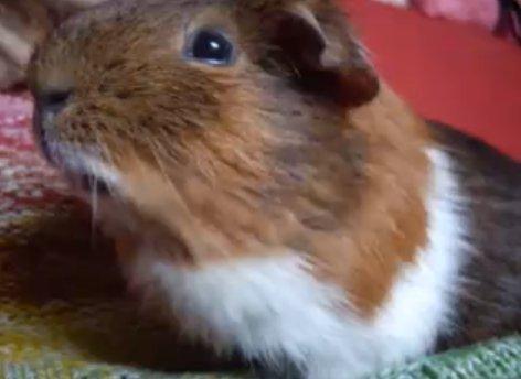 Marsvin Buller billede 5