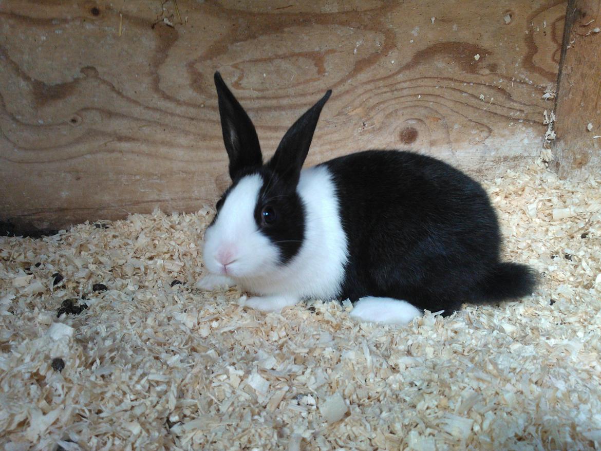 Kanin Fernando billede 1