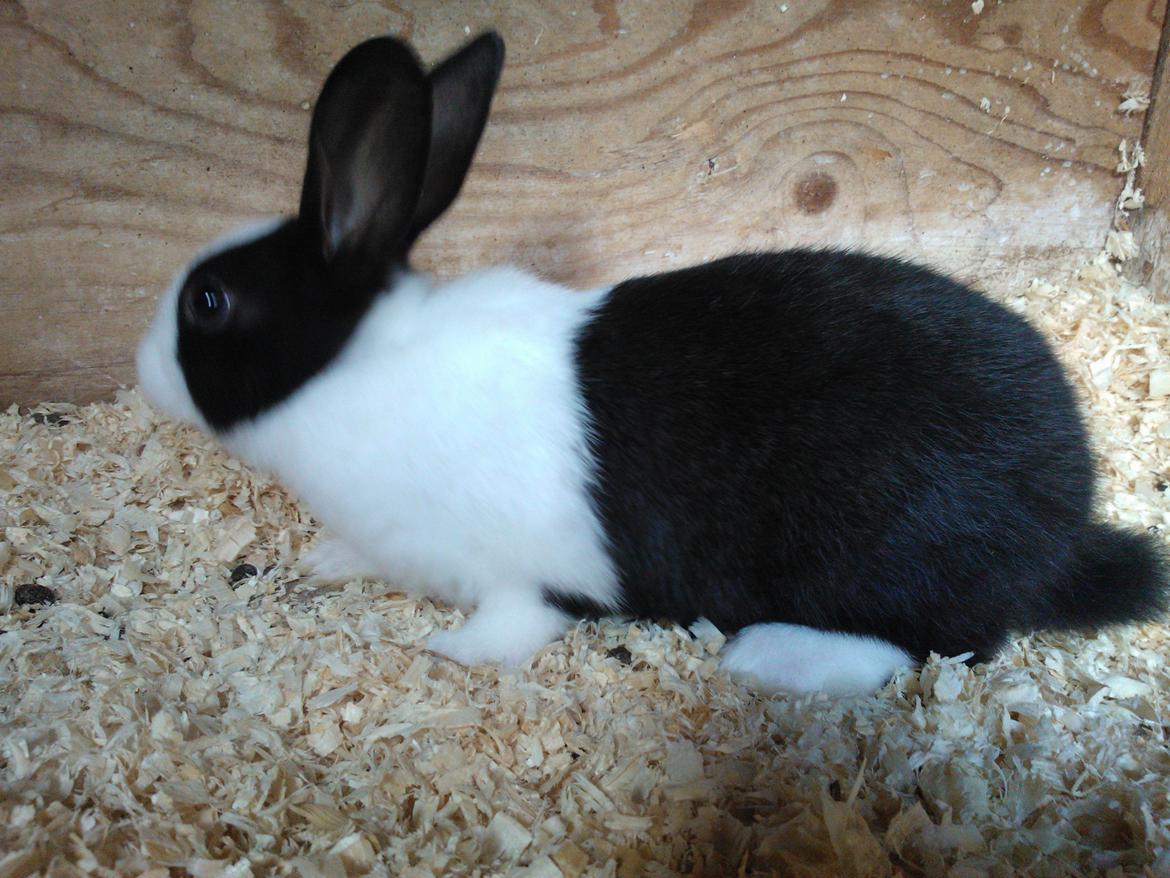 Kanin Fernando billede 2