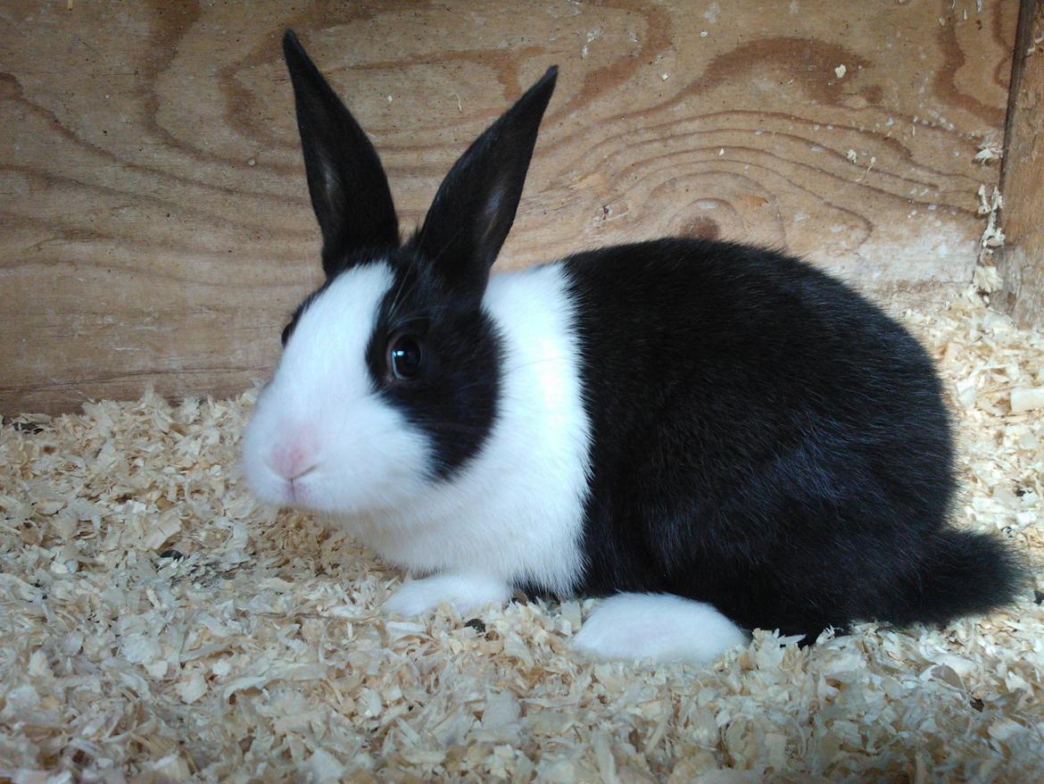 Kanin Fernando billede 3