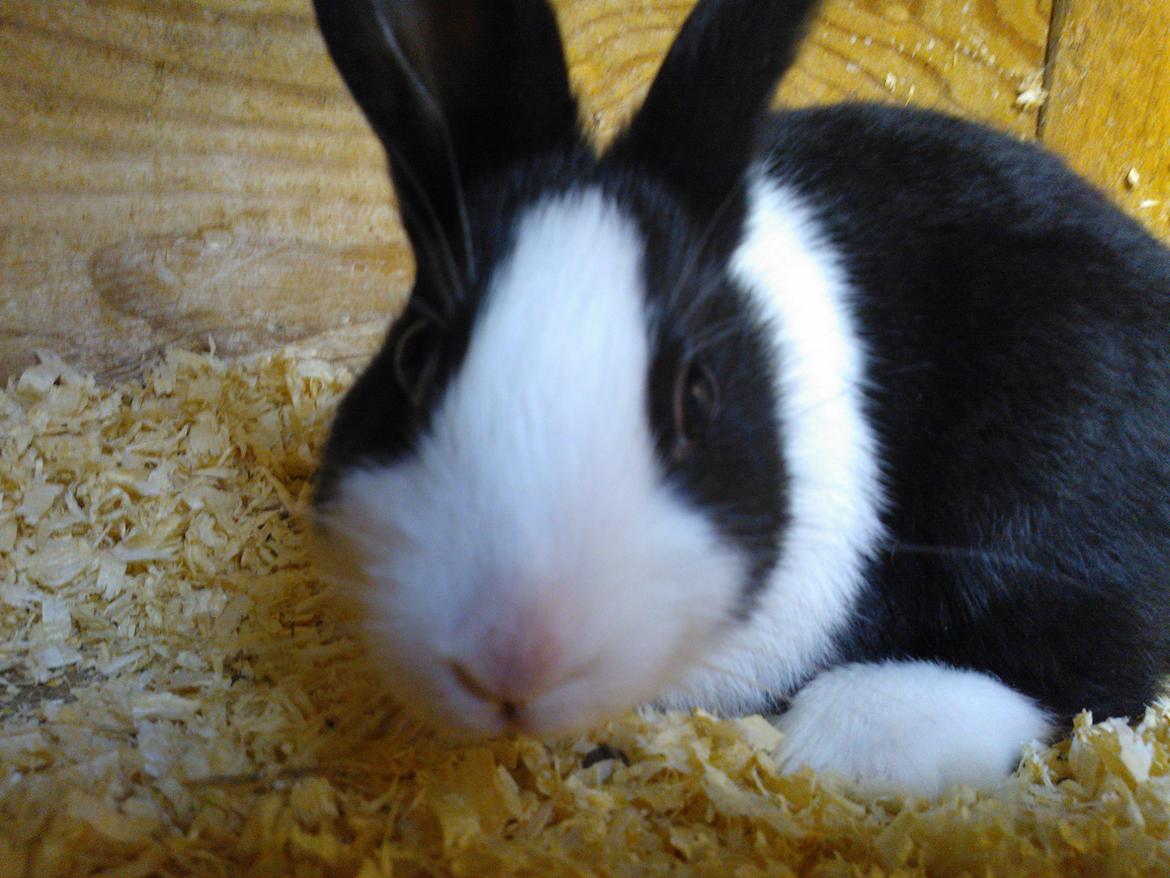 Kanin Fernando billede 4