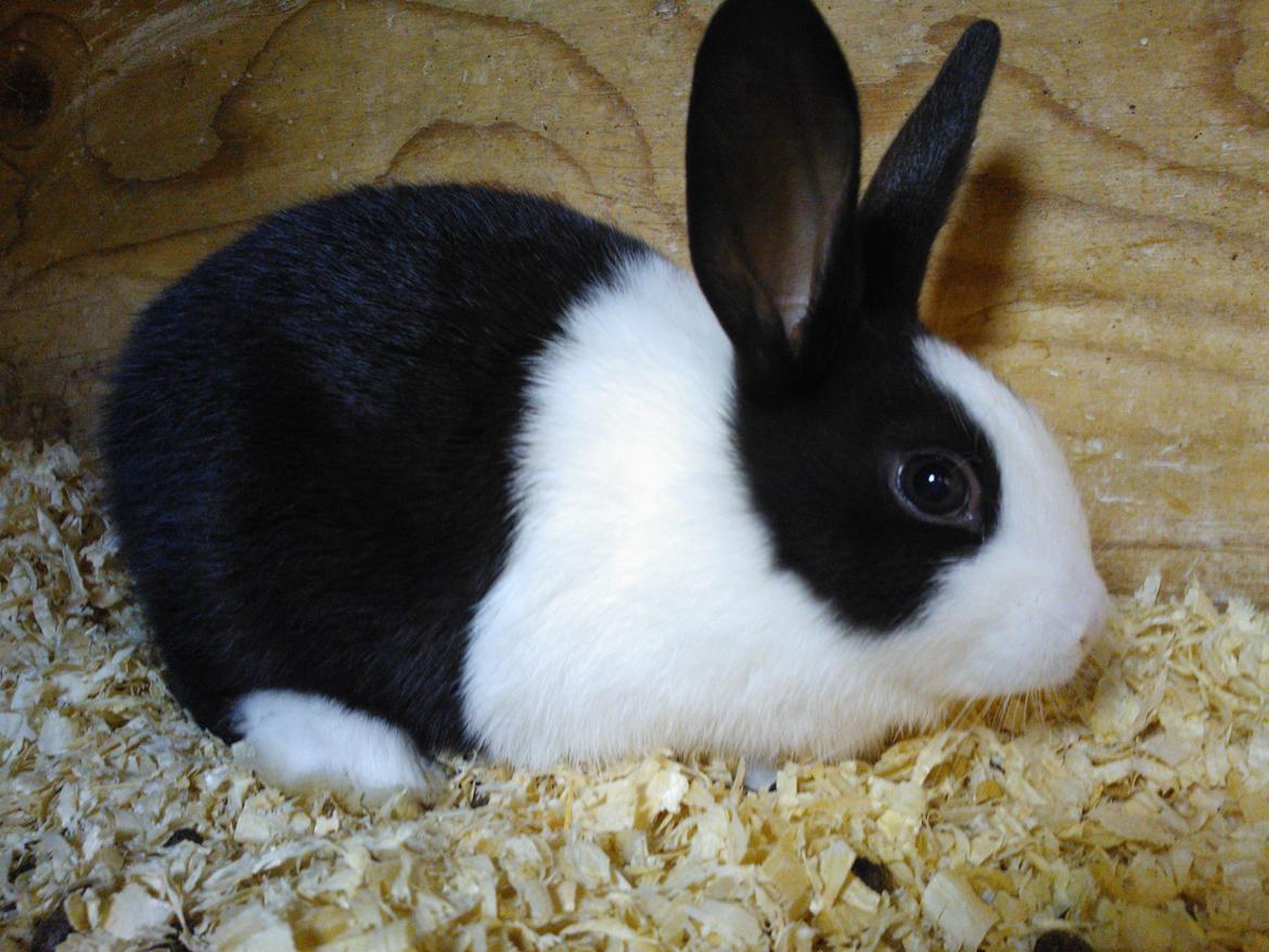 Kanin Fernando billede 5