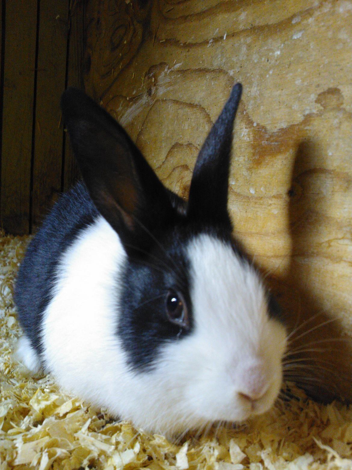 Kanin Fernando billede 6