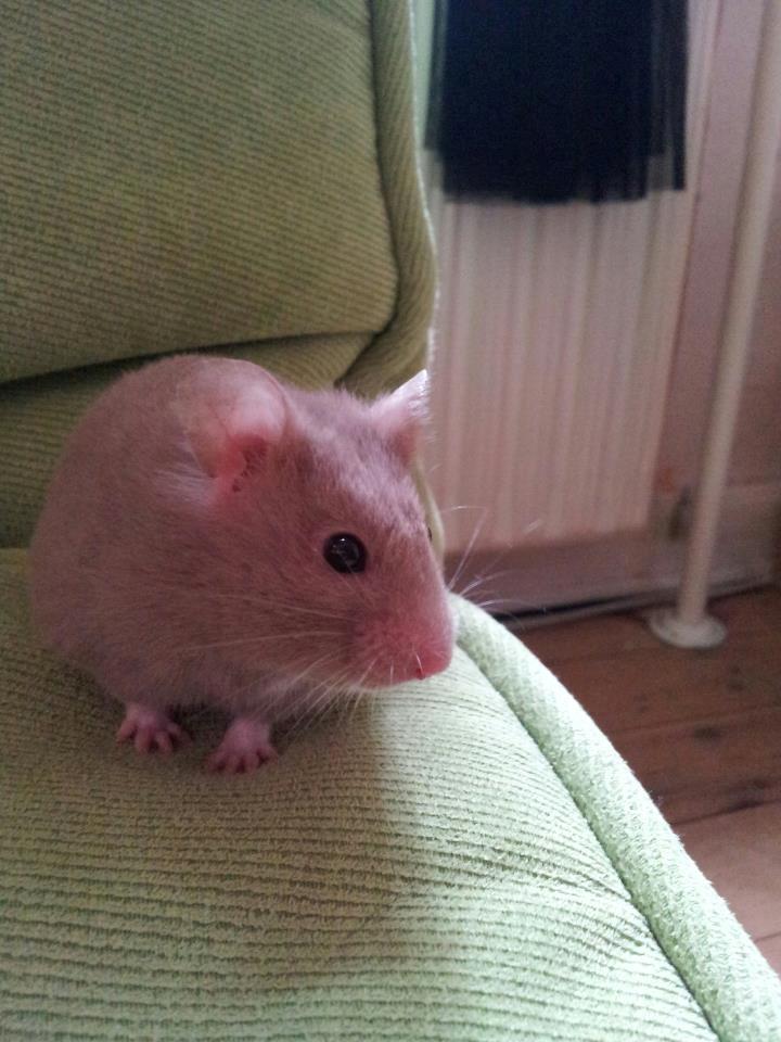 Hamster Prop <3 billede 12