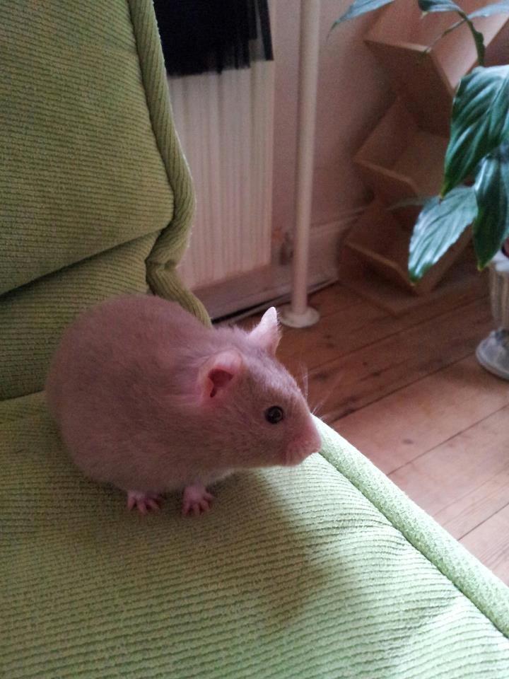 Hamster Prop <3 billede 13