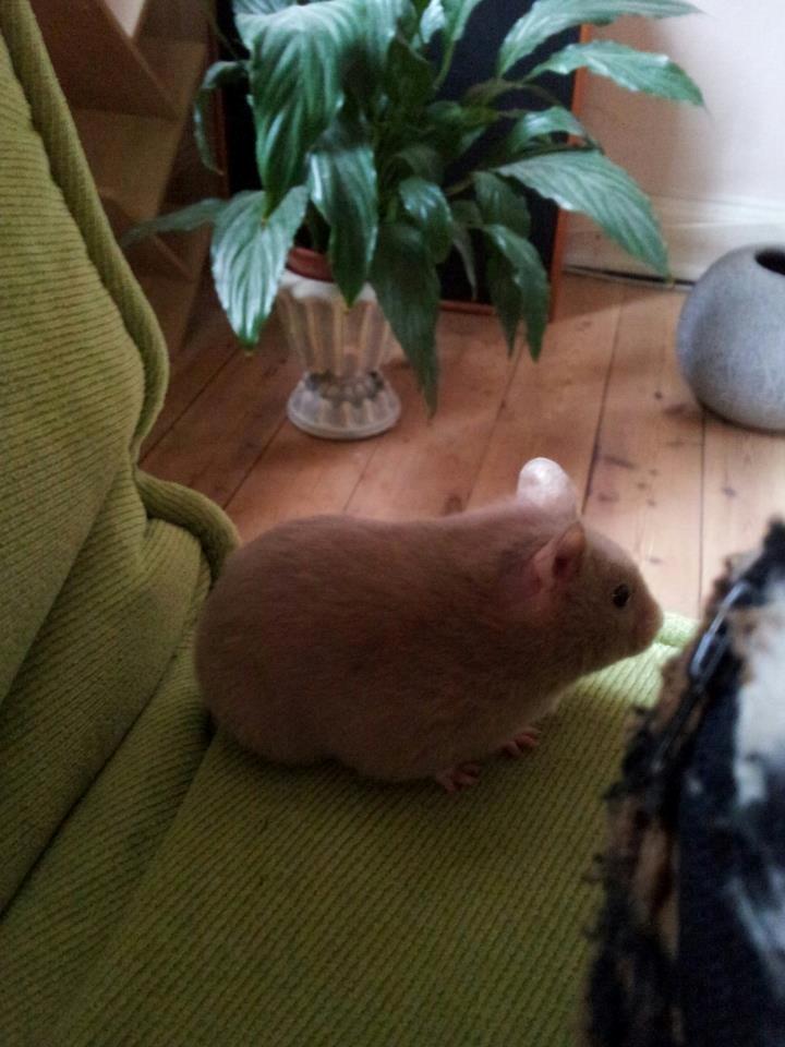 Hamster Prop <3 billede 14