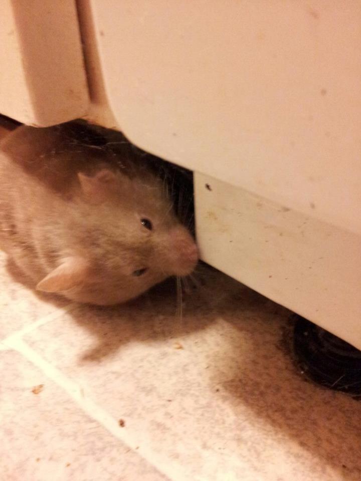 Hamster Prop <3 - Tak fordi i kiggede tyk-proppens profil ♥
Læg en bedømmelse og en komentar.? (: billede 19