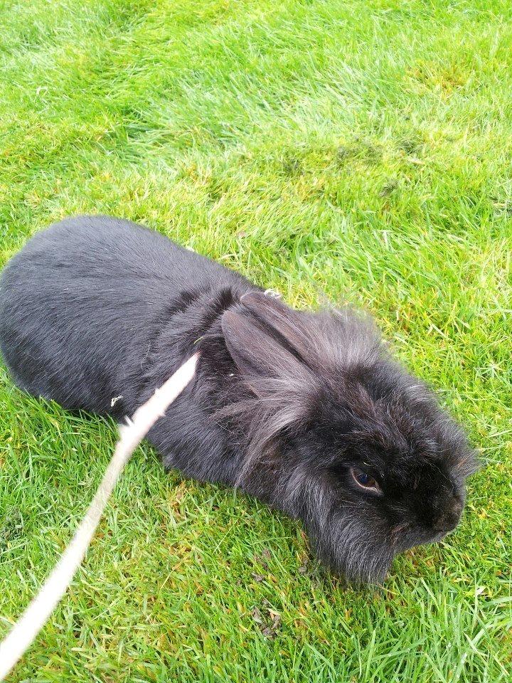 Kanin Angelina<3 *Savnet!<3* billede 9