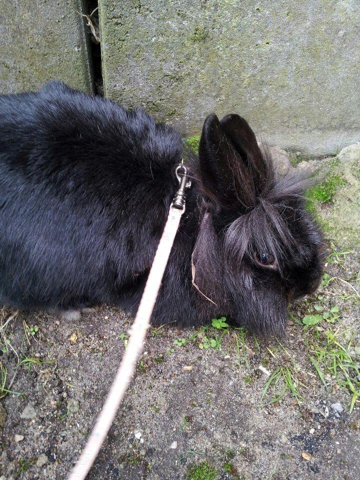 Kanin Angelina<3 *Savnet!<3* billede 10