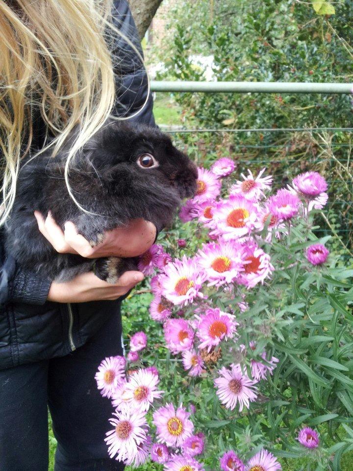 Kanin Angelina<3 *Savnet!<3* billede 11