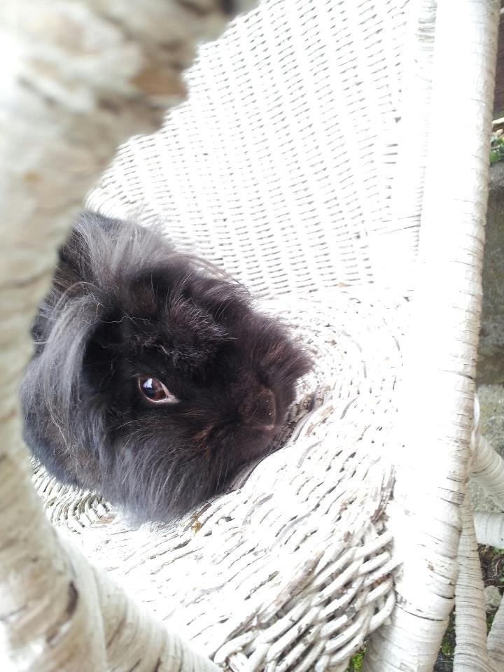 Kanin Angelina<3 *Savnet!<3* - Tak for kigget!:-) billede 12