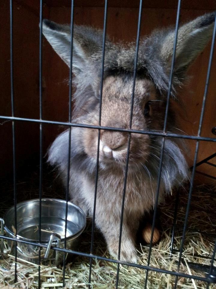 Kanin Leo<3 *SAVNET!<3* - Velkommen til Leo's 
profil!<3 billede 1