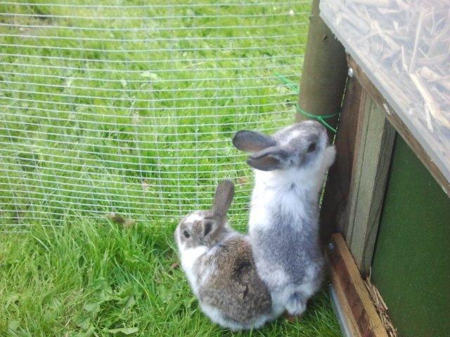 Kanin Rådved Nygård´s Optimus Prime billede 2