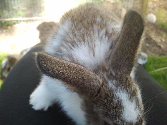 Kanin Rådved Nygård´s Optimus Prime billede 3