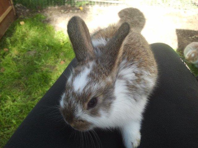 Kanin Rådved Nygård´s Optimus Prime billede 4