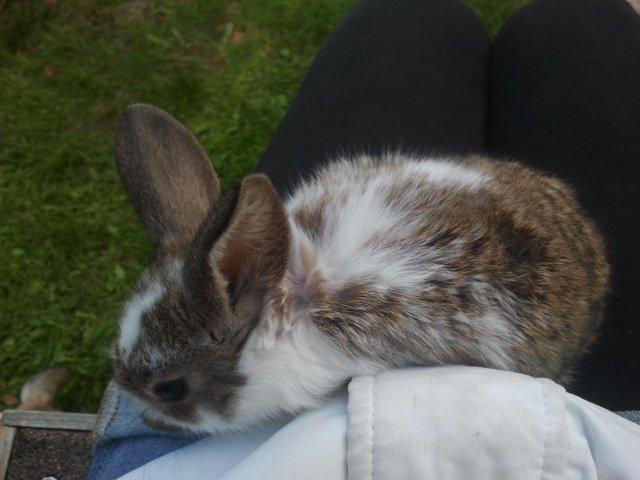 Kanin Rådved Nygård´s Optimus Prime billede 5