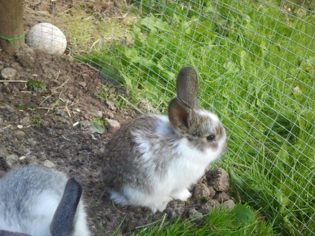 Kanin Rådved Nygård´s Optimus Prime billede 6