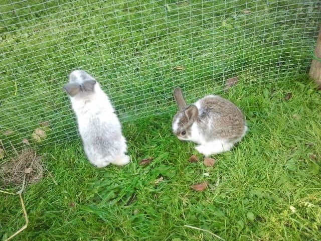 Kanin Rådved Nygård´s Optimus Prime billede 7