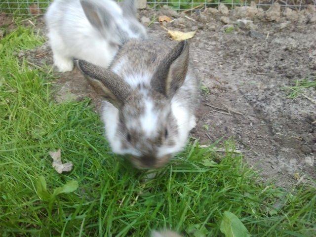 Kanin Rådved Nygård´s Optimus Prime billede 8